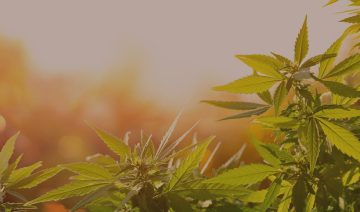 Cannabis Plants w Sunshine Banner Image